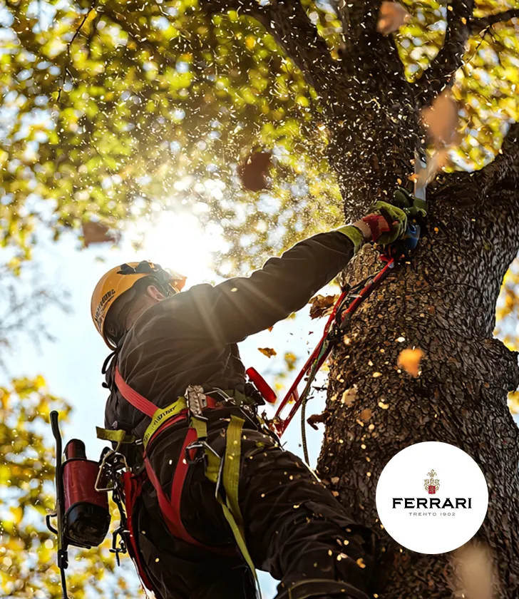 Intervento Quadrifoi Tree Service